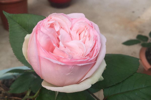 粉色月季品种有哪