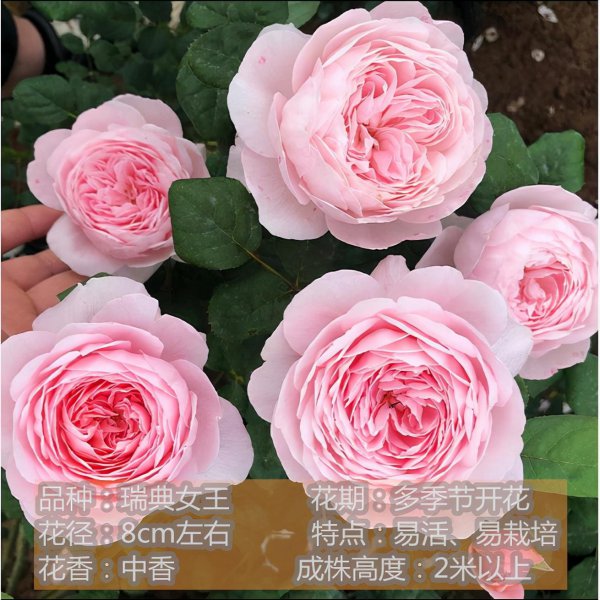 粉色月季品种有哪