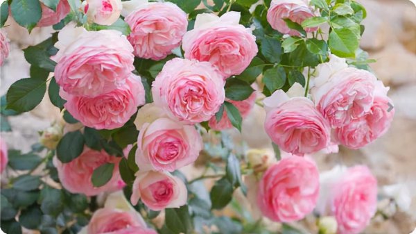 粉色月季品种有哪