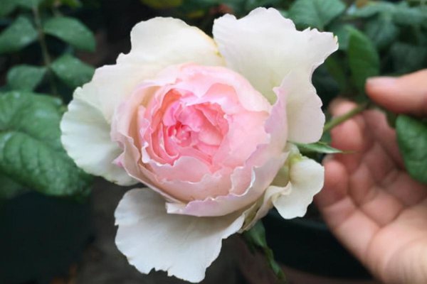 粉色月季品种有哪