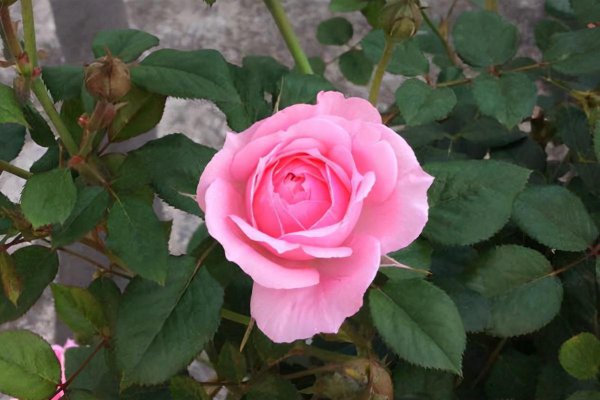 粉色月季品种有哪