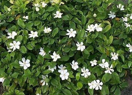 小叶栀子和大叶栀子哪个好养