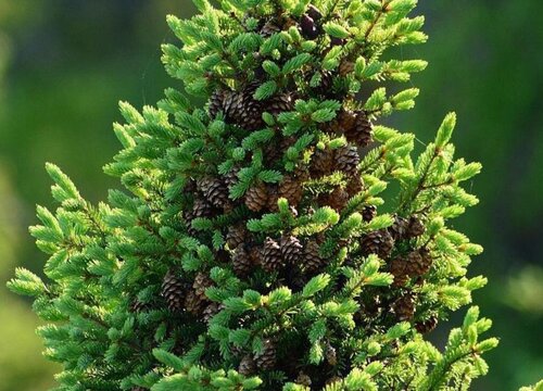 云杉病虫害防治技术与方法措施