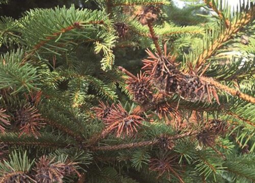 云杉病虫害防治技术与方法措施