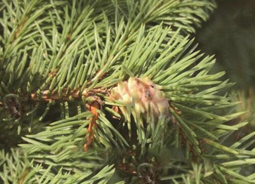云杉病虫害防治技术与方法措施