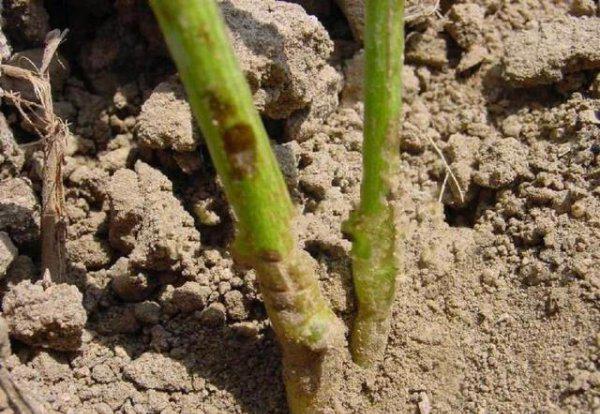 青枯病和根腐病的区别