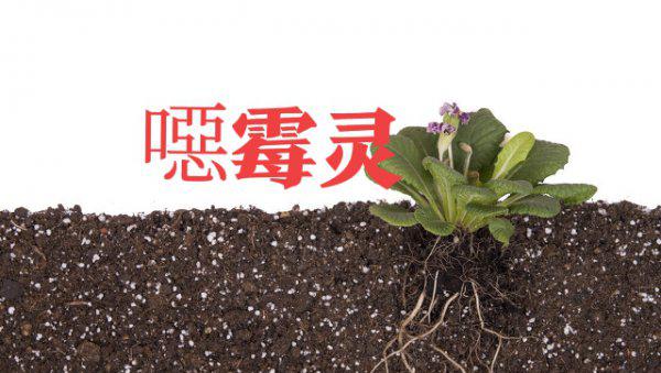 青枯病和根腐病的区别