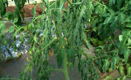 青枯病和根腐病的区别