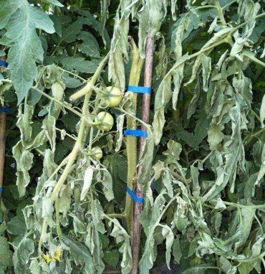 青枯病和根腐病的区别