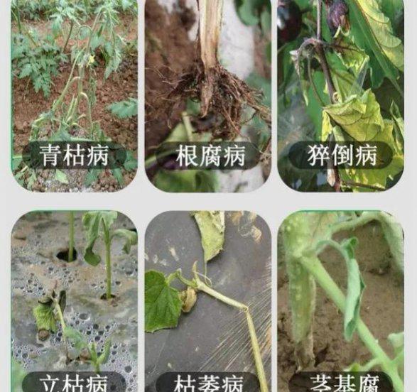 青枯病和根腐病的区别