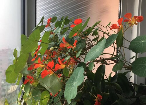 旱金莲花期是什么时候