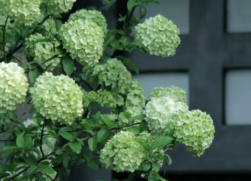 中华木绣球哪个品种好