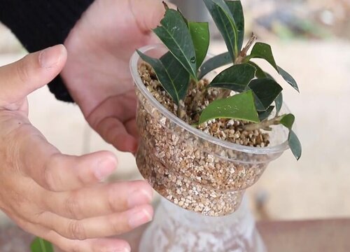 桂花扦插如何快速生根