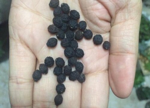 夜来香种子什么时候播种最好