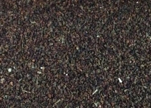 夜来香种子什么时候播种最好