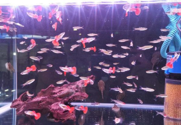 凤尾鱼小崽怎么养活长得快