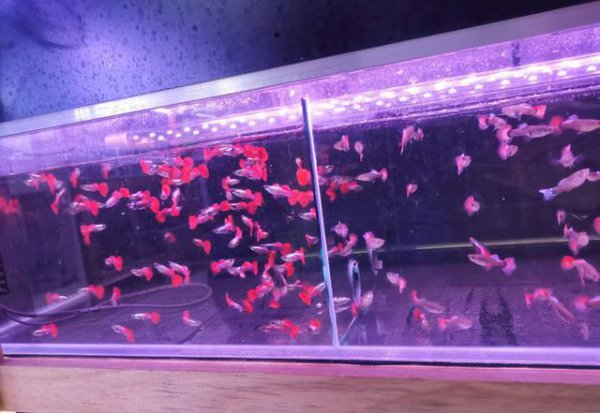 凤尾鱼小崽怎么养活长得快