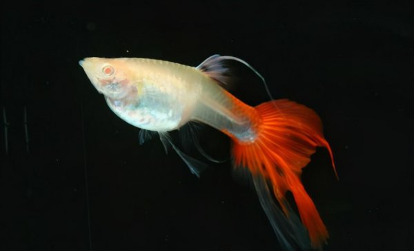 凤尾鱼小崽怎么养活长得快