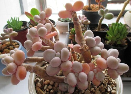 晚上3到4度多肉在外面可以吗