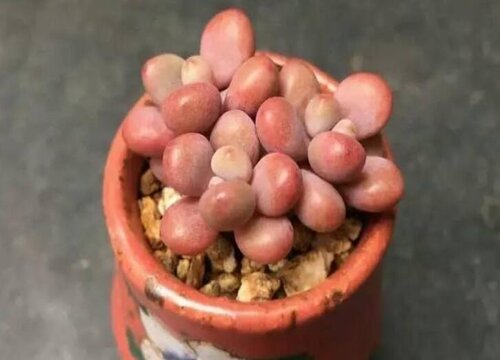 晚上3到4度多肉在外面可以吗