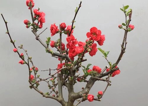 四季海棠花好养吗