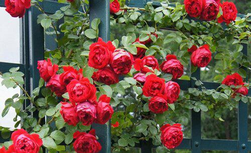 藤本月季在什么时候扦插最好