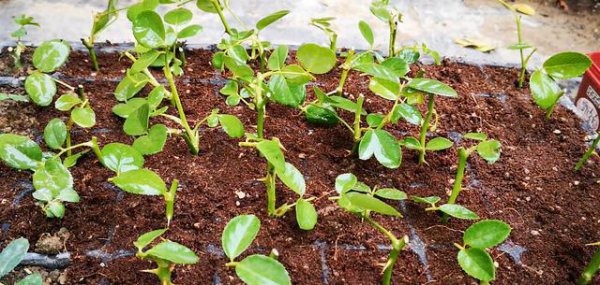 藤本月季在什么时候扦插最好