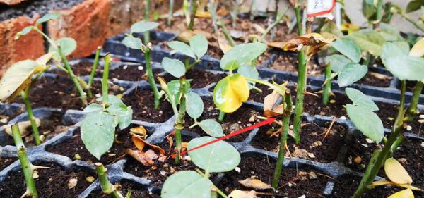 藤本月季在什么时候扦插最好