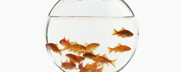 鱼缸在客厅摆放禁忌