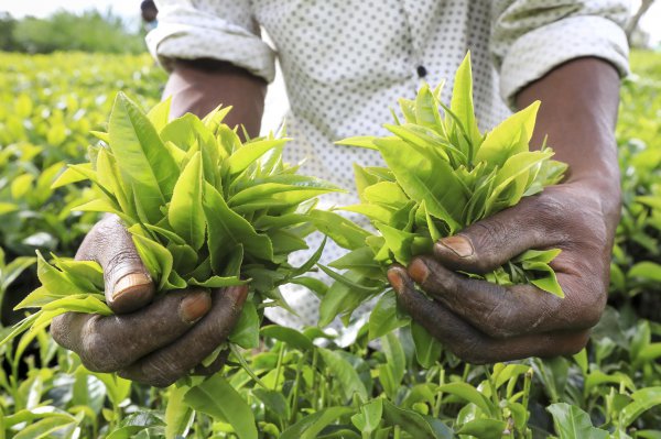 肯尼亚说什么语言为主