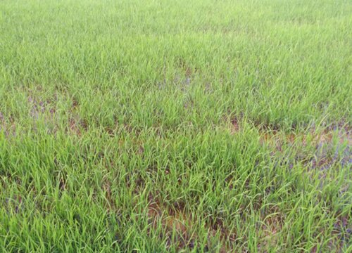 晚稻什么时候播种好