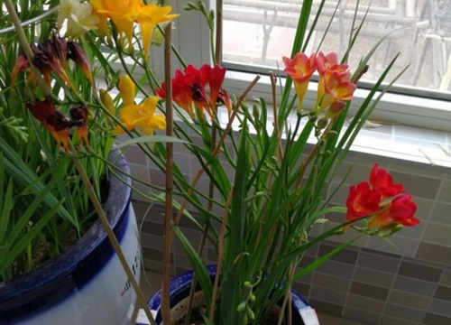 小苍兰耐寒最低温度