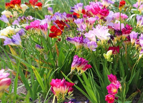 小苍兰耐寒最低温度