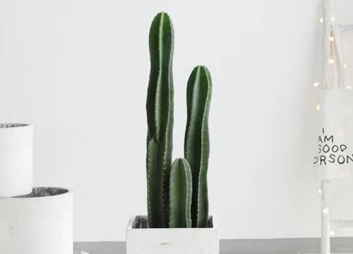 仙人柱的风水作用