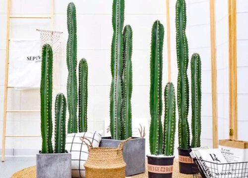 仙人柱的风水作用