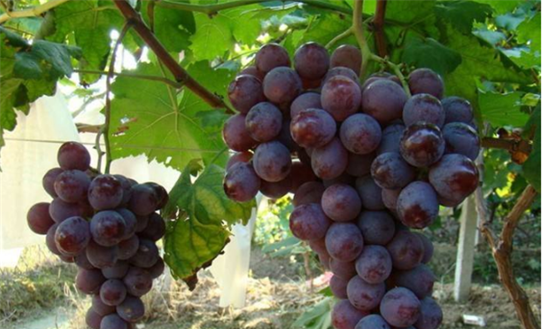 葡萄季节成熟月份