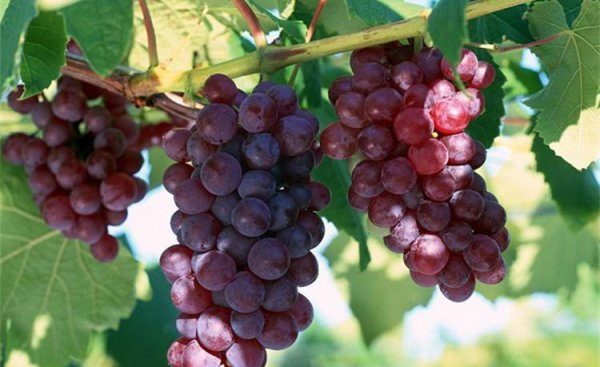 葡萄季节成熟月份