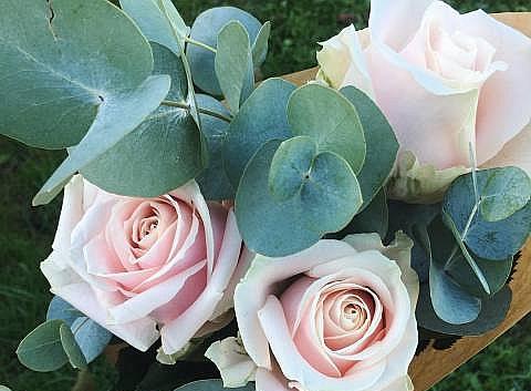 切花月季是什么意思