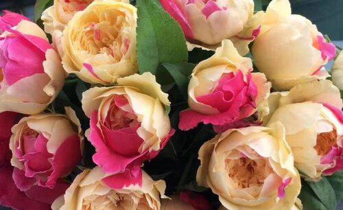 切花月季是什么意思