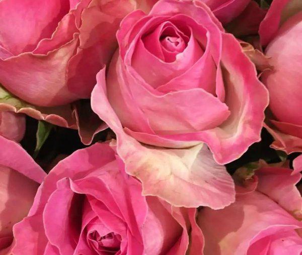 切花月季是什么意思