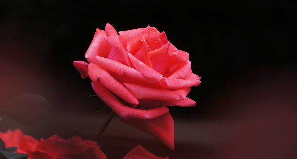 切花月季是什么意思