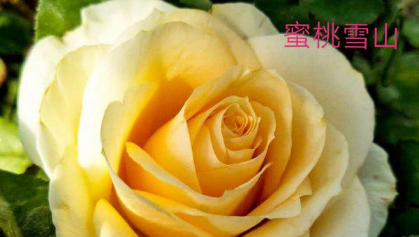 切花月季是什么意思