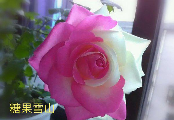 切花月季是什么意思