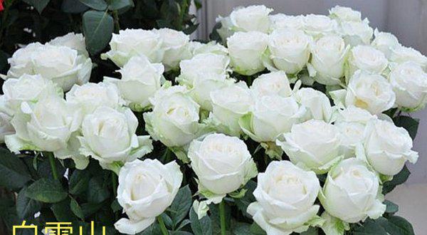 切花月季是什么意思