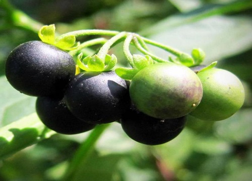 龙葵是什么植物类别