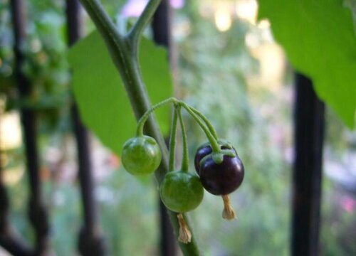 龙葵是什么植物类别