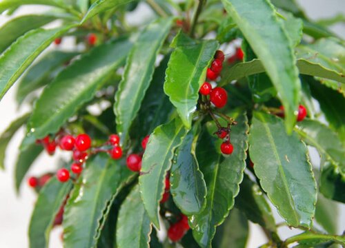 腰缠万贯一年开几次花