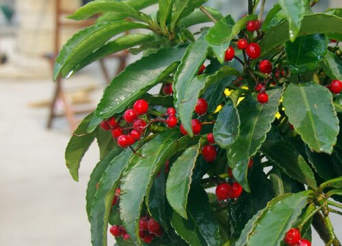 腰缠万贯一年开几次花