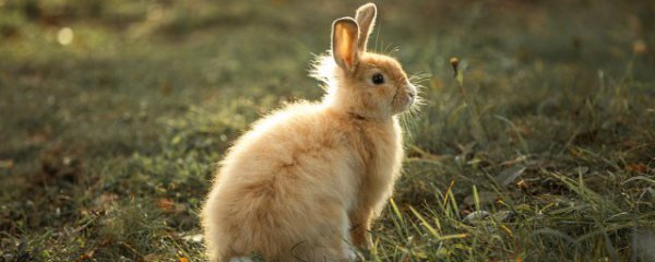 兔肉和羊肉能一起吃吗