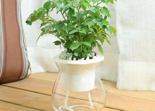 幸福树几天浇一次水比较好